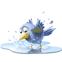 Tweet animal water pool bird twitter