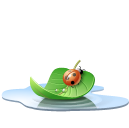 Water ladybird insect leaf animal pool